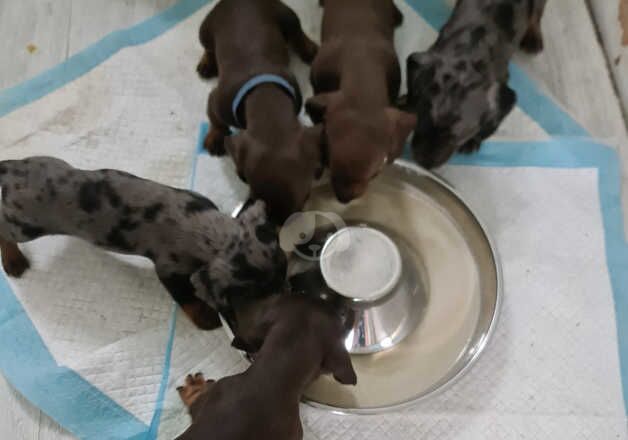 Dachshund puppies X2 Boys left! for sale in Sheringham, Norfolk - Image 4