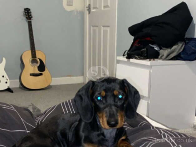 Dachshund puppy 4 months old for sale in Glasgow, Glasgow City