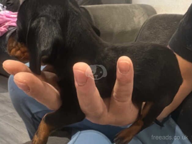 Dachshund puppy Black and Tan female left for sale in Telford, Shropshire