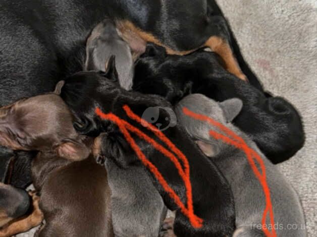 Dachshund puppy Black and Tan female left for sale in Telford, Shropshire - Image 2