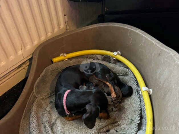 Dachshund puppy Black and Tan female left for sale in Telford, Shropshire - Image 3