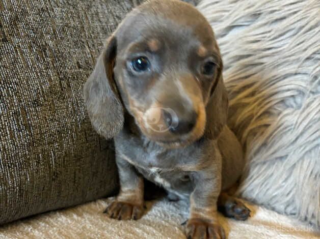 Dachshund puppy boy ready now reduced for sale in Crook, County Durham