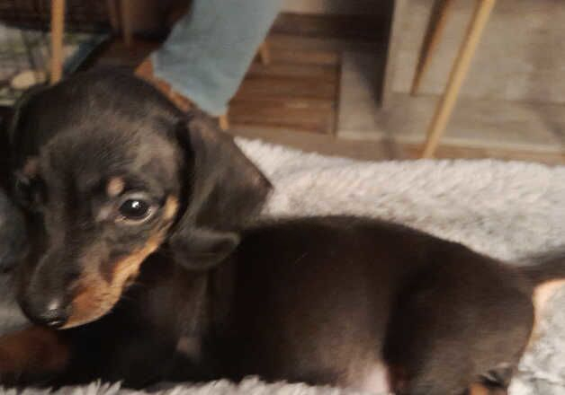 Dachshund puppy for sale in Antrim, Antrim