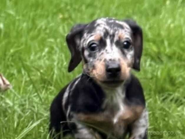 Dachshund puppy for sale in Aylesford, Kent