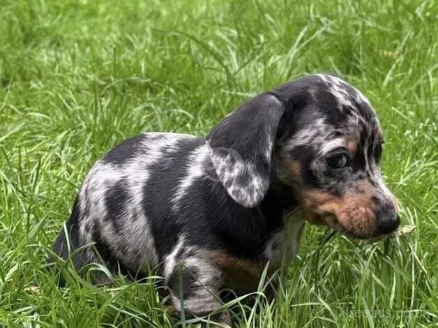 Dachshund puppy for sale in Aylesford, Kent - Image 2