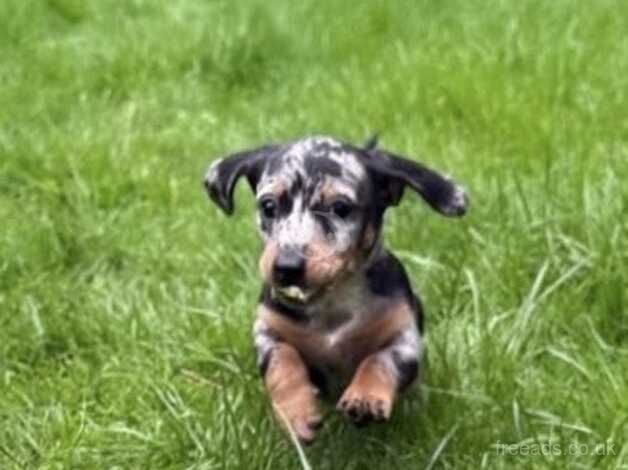 Dachshund puppy for sale in Aylesford, Kent - Image 3