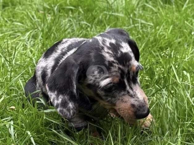 Dachshund puppy for sale in Aylesford, Kent - Image 4