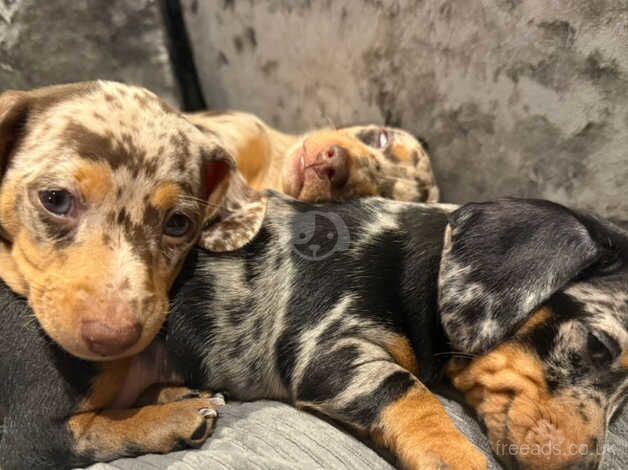 Dachshund puppy for sale in Aylesford, Kent - Image 5