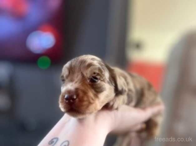 Dachshund puppy for sale in Canterbury, Kent - Image 1