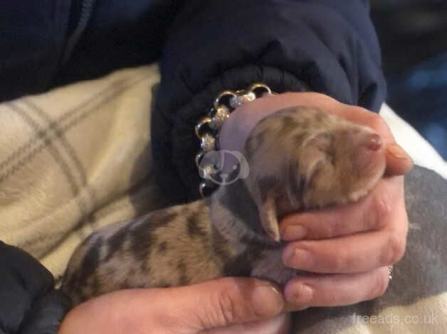 Dachshund puppy for sale in Canterbury, Kent - Image 2