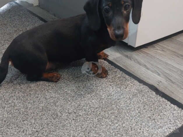 Dachshund puppy for sale in Carmarthen/Caerfyrddin, Carmarthenshire