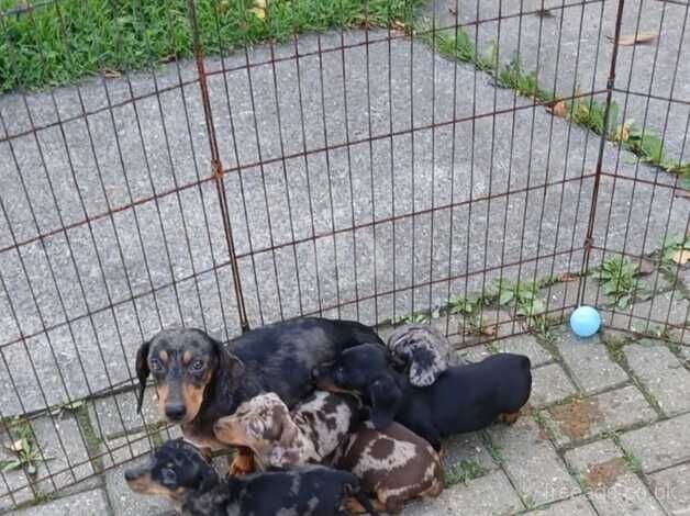 Dachshunds for sale in Carmarthen/Caerfyrddin, Carmarthenshire