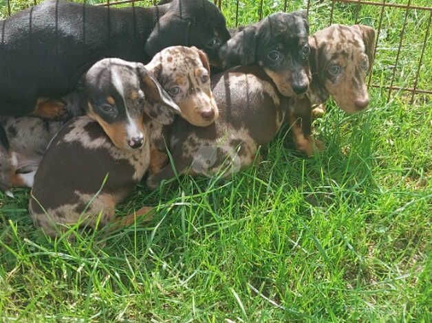 Dachshund Puppies for sale in Carmarthenshire