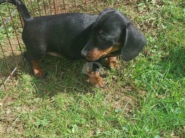 Dachshund Puppies for sale