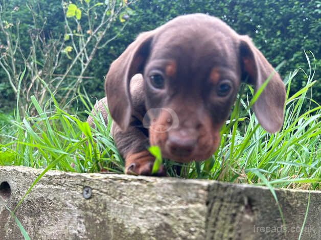 Dachshund puppy for sale in Harrogate, North Yorkshire - Image 1