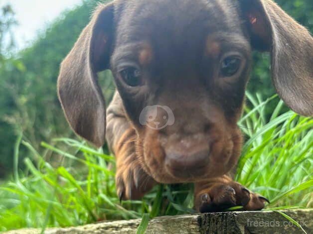 Dachshund puppy for sale in Harrogate, North Yorkshire - Image 2