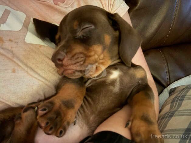 Dachshund puppy for sale in Harrogate, North Yorkshire - Image 3