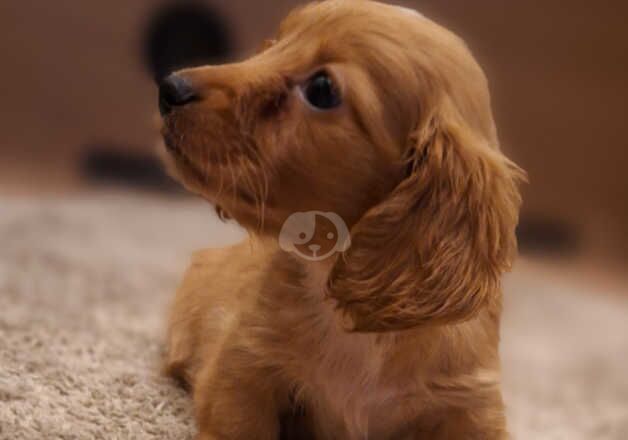 Dachshund puppy for sale in Irvine, North Ayrshire