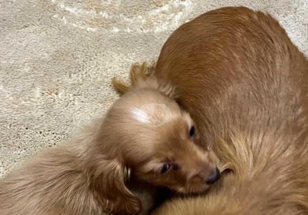 Dachshund puppy for sale in Irvine, North Ayrshire - Image 3