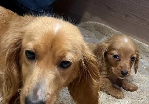 Dachshund puppy for sale in Irvine, North Ayrshire - Image 5