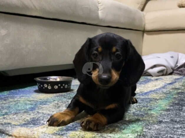 Dachshund Puppy for sale in Liverpool, Merseyside