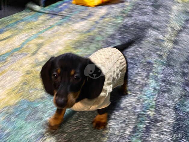 Dachshunds for sale in Liverpool, Merseyside