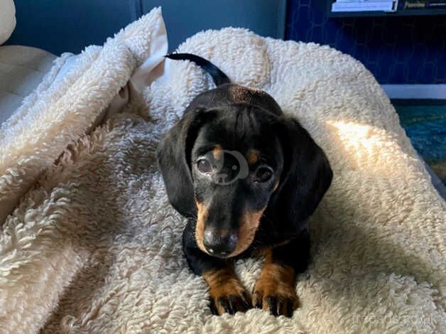 Dachshund Puppies for sale