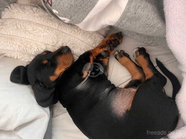 Dachshund puppy for sale in Plymouth, Devon - Image 1