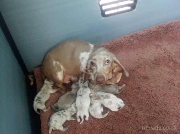 Dachshund puppy for sale in Tamworth, Staffordshire - Image 2