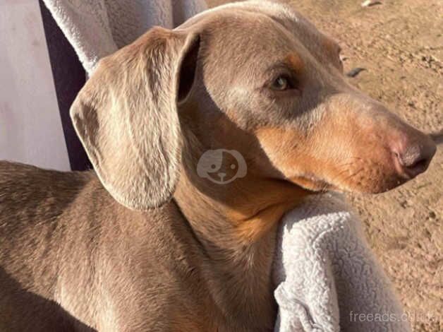 Dachshund puppy for sale in Tamworth, Staffordshire - Image 3