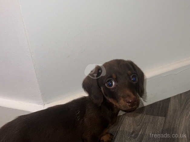 Dachshund puppy for sale in Worcester, Worcestershire