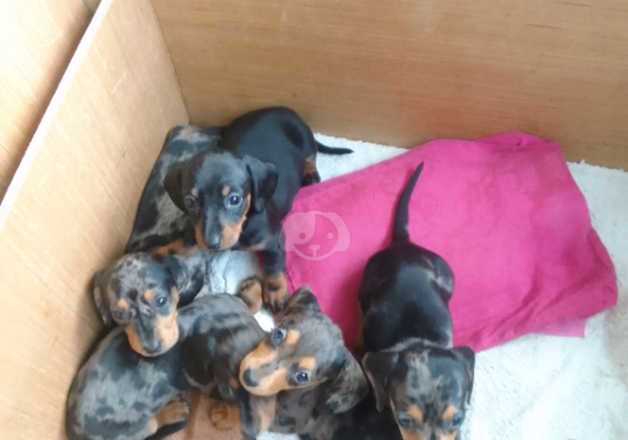 Dachshund puppys 1 black tan gerl 4 merle 3 gerls 1 boy KC reg microchip gerls 1000 boy 900 for sale in Dunmurry, Lisburn