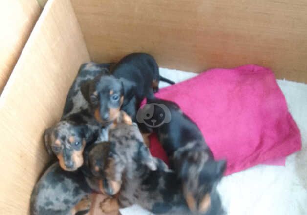 Dachshund puppys 1 black tan gerl 4 merle 3 gerls 1 boy KC reg microchip gerls 1000 boy 900 for sale in Dunmurry, Lisburn - Image 2