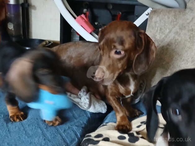 Dachshund Puppy's (2x left) for sale in Loughton, Shropshire - Image 2