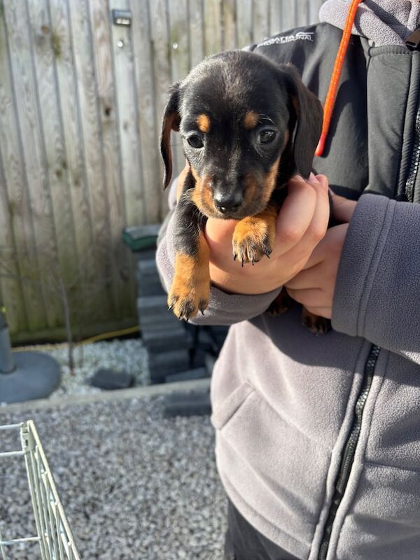 Dachshund puppy's for sale in March, Cambridgeshire