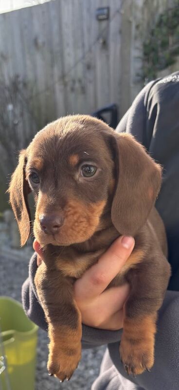 Dachshund puppy's for sale in March, Cambridgeshire - Image 2