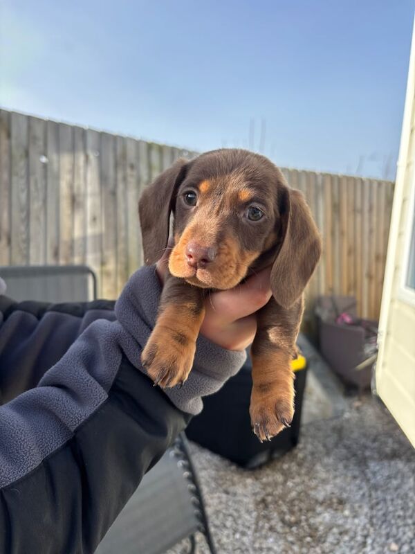 Dachshund puppy's for sale in March, Cambridgeshire - Image 3