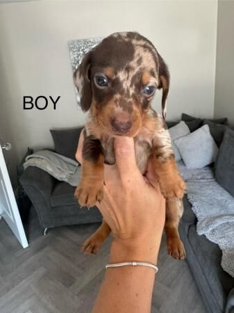 Dachshund puppy's for sale in Walsall, West Midlands - Image 1