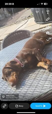 Dachshund puppy's for sale in Walsall, West Midlands - Image 3