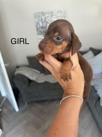 Dachshund puppy's for sale in Walsall, West Midlands - Image 4