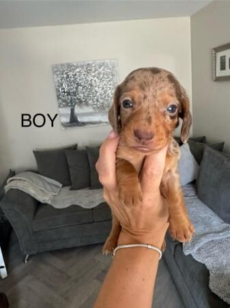 Dachshund puppy's for sale in Walsall, West Midlands - Image 5