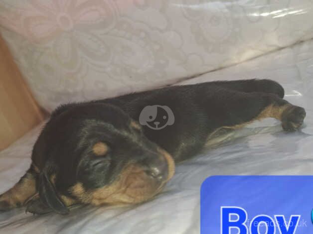 Dachshund puppy's for sale in Wigan, Greater Manchester