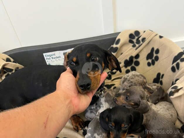 Dachshund puppy's for sale in Bridgend