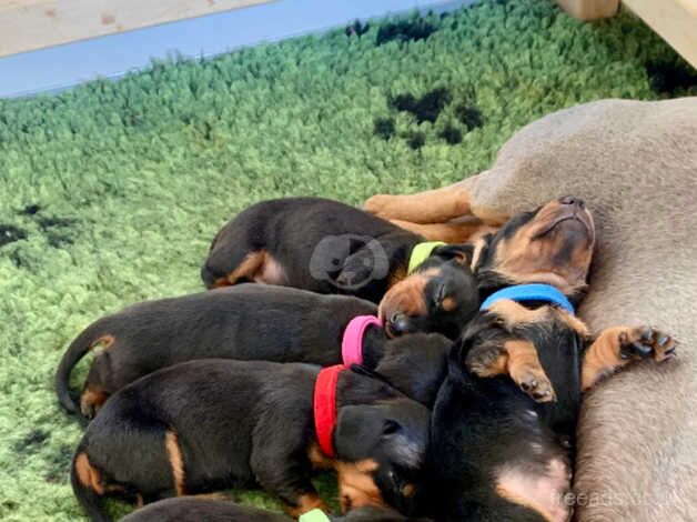 Dachshund Puppy's for sale in Durham, County Durham