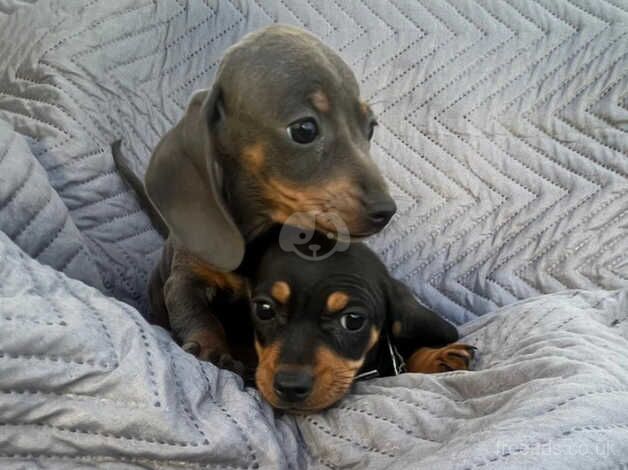 Dachshund puppy's for sale in Hatfield, Hertfordshire