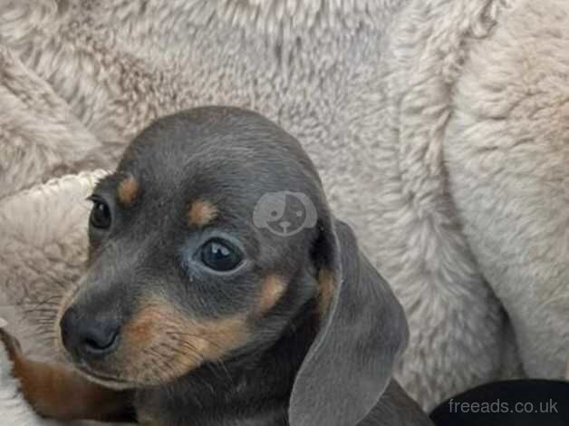 Dachshunds for sale in Hatfield, Hertfordshire