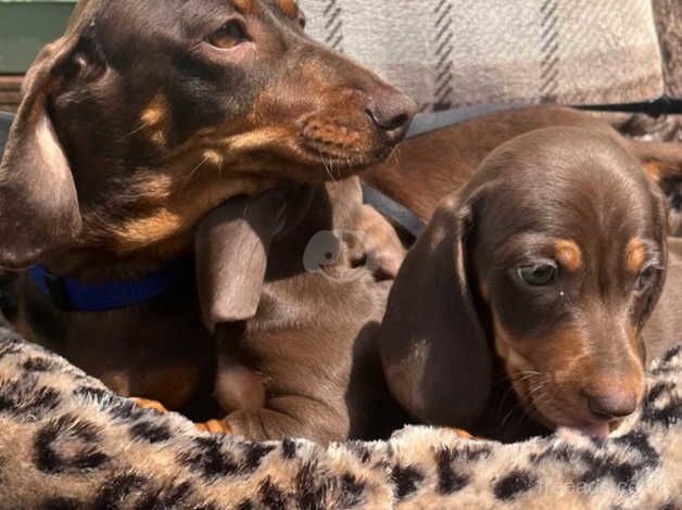 Dachshund Puppies for sale in Hertfordshire