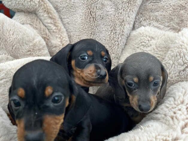 Dachshund Puppies for sale