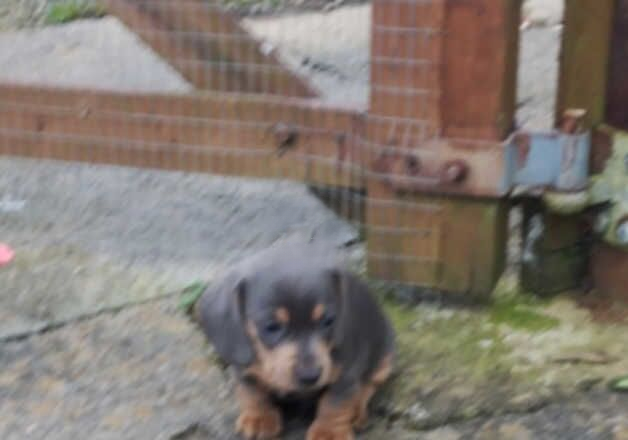 Dachshund puppy's for sale in Llanelli, Carmarthenshire