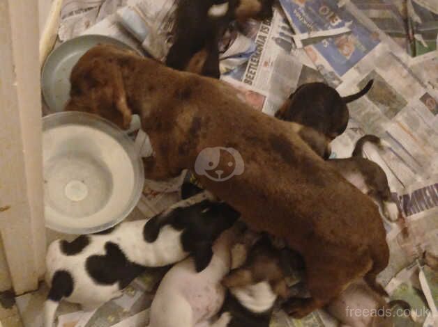 Dachshund Puppy's for sale in Loughton, Essex - Image 4